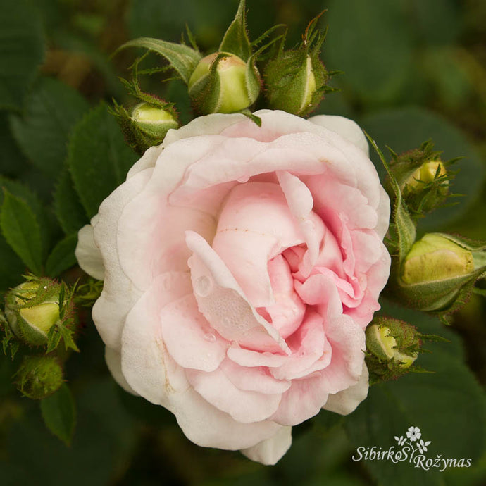 Baltažiedės rožės sode/Alba roses in the garden