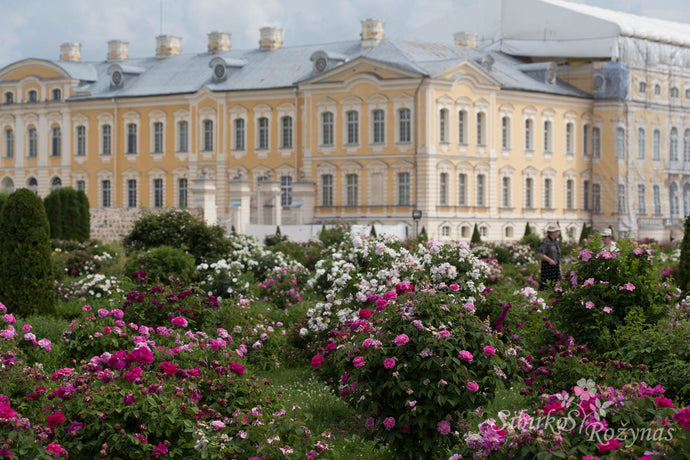 Rundalės Pilies rožynas. Latvija.