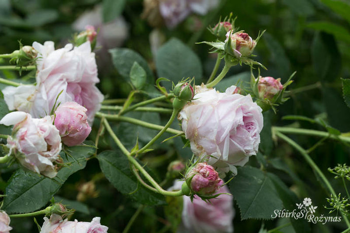 Šimtalapės rožės sode/Centifolia roses in the garden