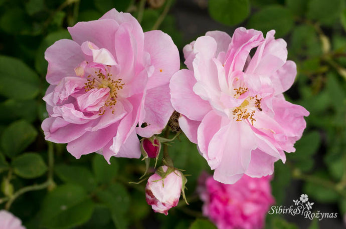 Damaskinė rožės sodo kolekcijoje/Damask roses in garden collection