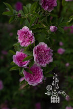 Load image into Gallery viewer, Tetos Domicelės rožė
