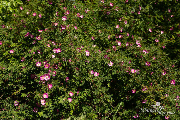 Laukinės rožės (rūšys) sode/Wild roses (species) in the garden