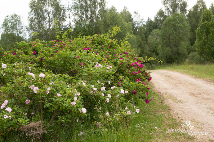 Rugosa rožės (kultūrinės veislės) sodo kolekcijoje/Rugosa roses in garden collection