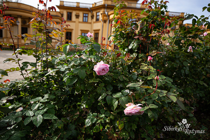 Trakų Vokės dvaro rožės