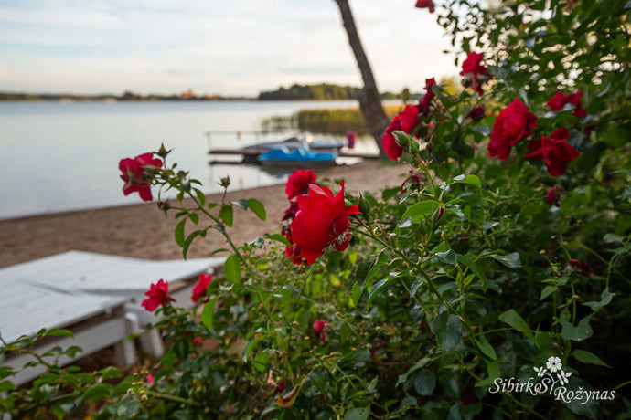 Rožės poilsio ir pramogų komplekse Slėnis Trakuose