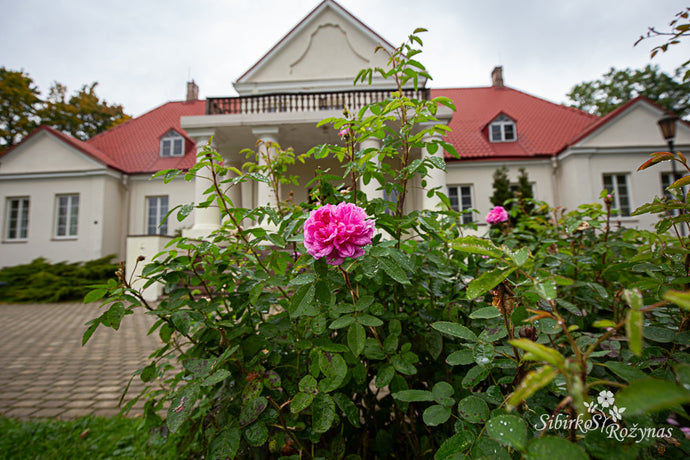Joniškėlio dvaro rožynas