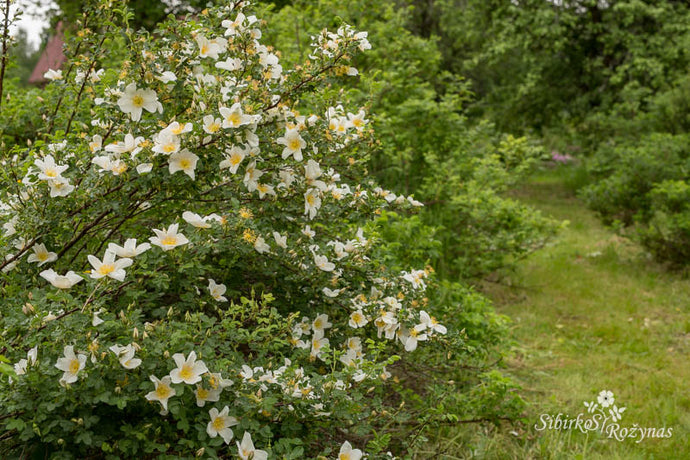 Spinosissima rožių kolekcija/Spinosissima roses in the garden