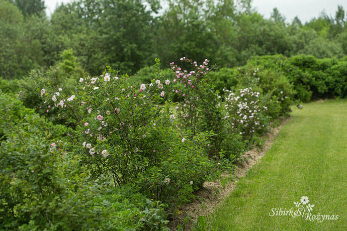 Apie rožių kolekciją sode/About rose collection in the garden