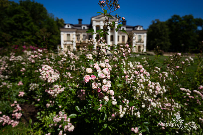 Paežerių dvaro rožynai