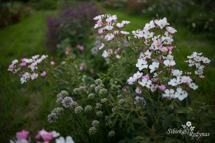 Modernios rožės sodo kolekcijoje/Modern roses in garden collection