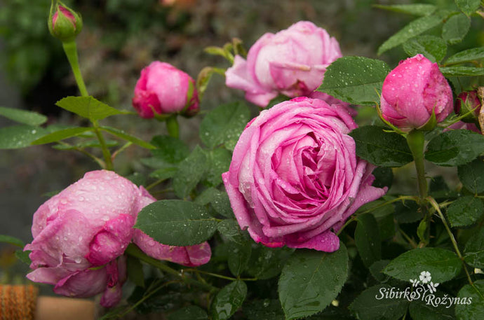 Portlando, burboninės, remontantinės ir kt. XIX a. pab., XX a. pr. rožės/Portlands, Bourbons, Hybrid Perpetuals ant other XIX (second half) roses in the garden collection