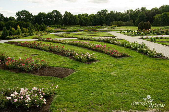 Rožių kolekcijos renovacija. Kauno VDU botanikos sodo rožynas.