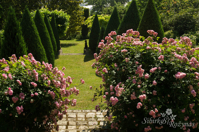 "La Bonne Maison" rožių sodas Lione