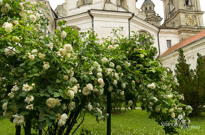 Pažaislio vienuolyno rožės