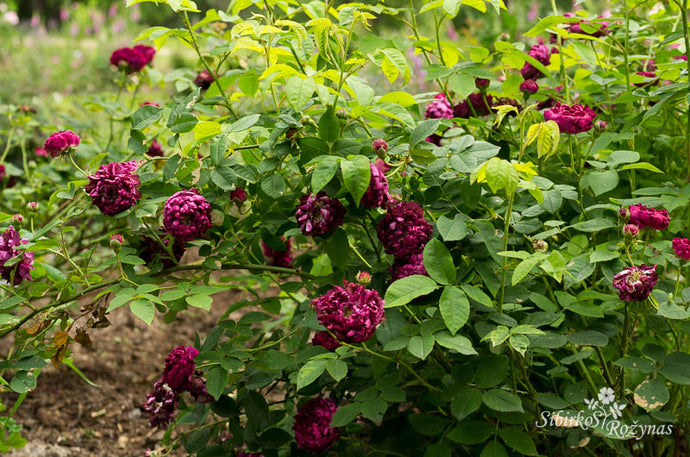 Prancūzinės rožės sode/Gallica roses in the garden
