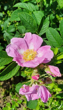Load image into Gallery viewer, Suorsa