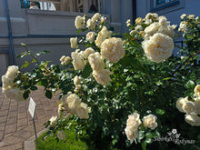 Load image into Gallery viewer, Summer Memoires