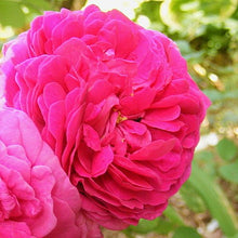 Load image into Gallery viewer, Wretham Rose