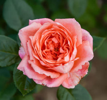 Load image into Gallery viewer, Amour de Molene