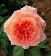 Load image into Gallery viewer, Amour de Molene