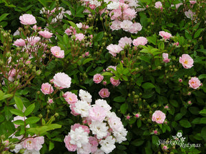 Perle Angevine