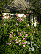 Load image into Gallery viewer, Blush Damask