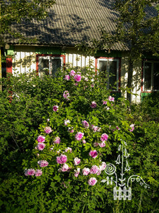 Blush Damask