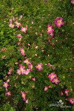 Load image into Gallery viewer, Glory of Edzell