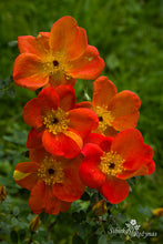 Load image into Gallery viewer, Rosa foetida 'Bicolor'