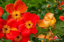 Load image into Gallery viewer, Rosa foetida 'Bicolor'
