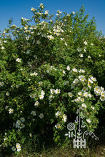 Load image into Gallery viewer, Rosa spinosissima &#39;Altaica&#39;