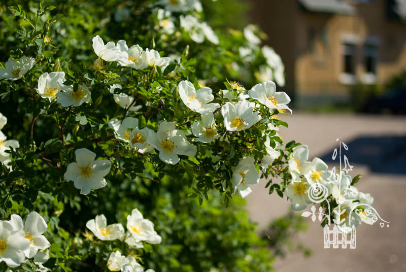 Rosa spinosissima 'Altaica'