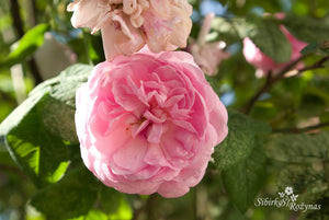 Vilniaus Centifolia