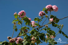 Load image into Gallery viewer, Vilniaus Centifolia