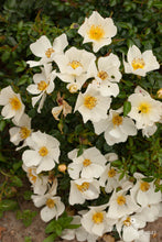 Load image into Gallery viewer, Sonnenröschen