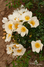 Load image into Gallery viewer, Sonnenröschen