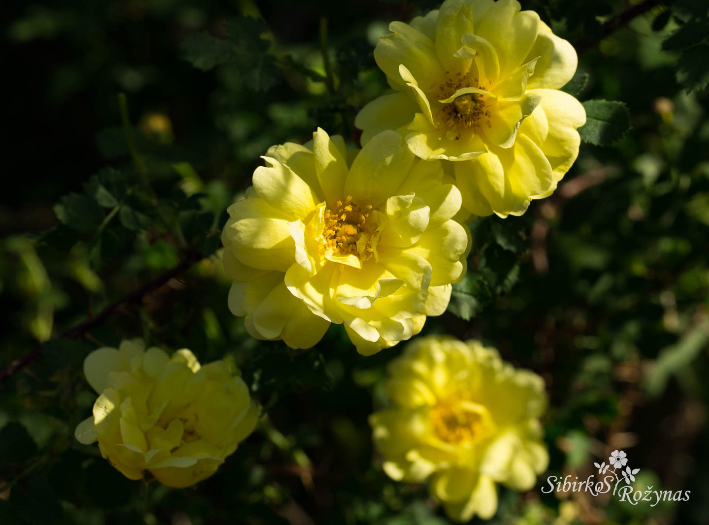 Rosa spinosissima  'Double Yellow'