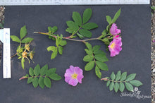 Load image into Gallery viewer, Rosa acicularis var. nipponensis