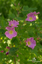 Load image into Gallery viewer, Rosa acicularis var. nipponensis