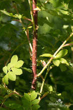 Load image into Gallery viewer, Rosa acicularis var. nipponensis