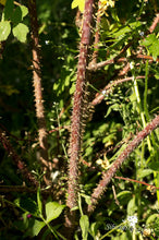 Load image into Gallery viewer, Rosa acicularis var. nipponensis
