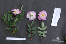 Load image into Gallery viewer, Rosa glauca 'Nova'