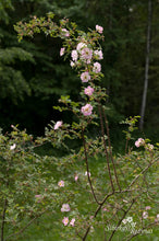 Load image into Gallery viewer, Rosa glauca 'Nova'