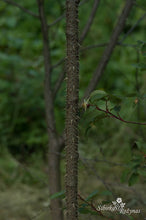Load image into Gallery viewer, Rosa glauca 'Nova'