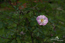 Load image into Gallery viewer, Rosa glauca 'Nova'