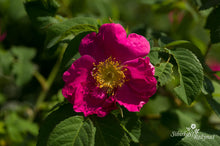 Load image into Gallery viewer, Splendens