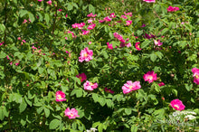 Load image into Gallery viewer, Splendens