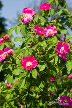 Load image into Gallery viewer, Splendens