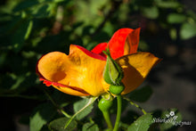 Load image into Gallery viewer, Rosa foetida 'Bicolor'