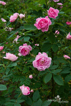 Load image into Gallery viewer, Hurdalsrose